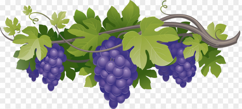 Wine Common Grape Vine Concord Vitis Amurensis PNG