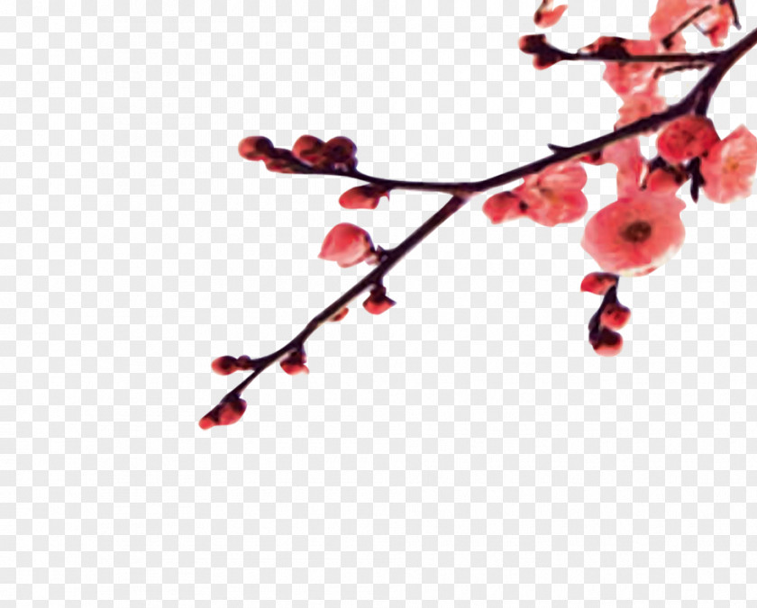 Winter Plum Chinese New Year PNG
