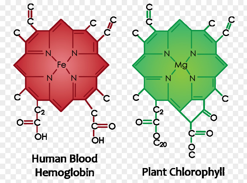 Barley Grass Chlorophyll Molecule Plant Cell PNG