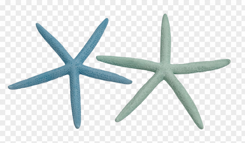 Colored Starfish Invertebrate Seashell Color Drawing PNG