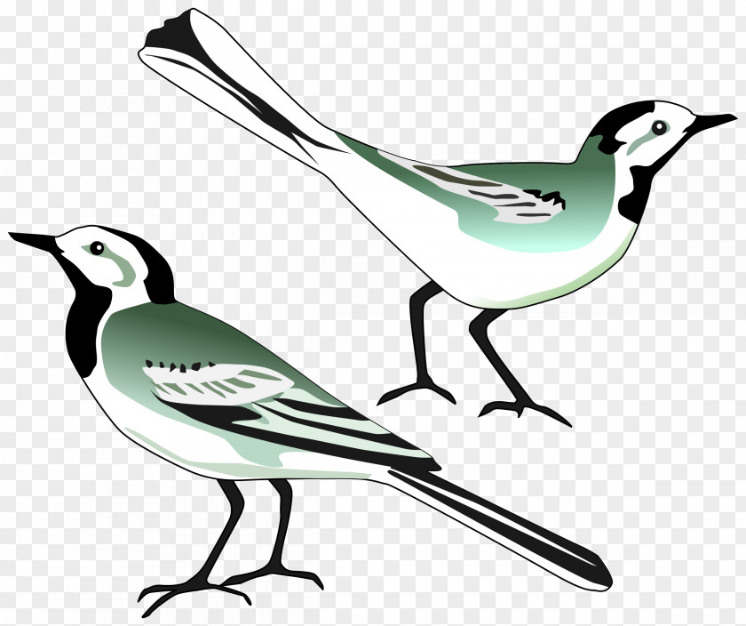 Pigeon White Wagtail Download Clip Art PNG