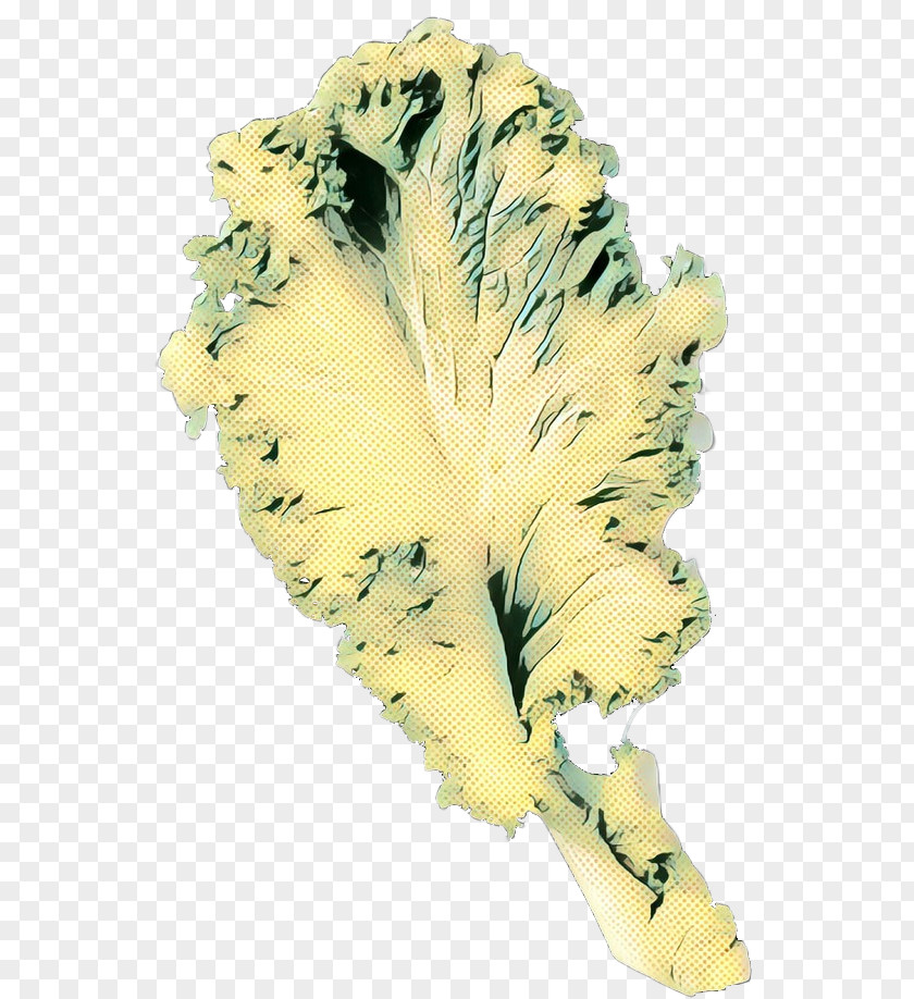 Plant Feather PNG