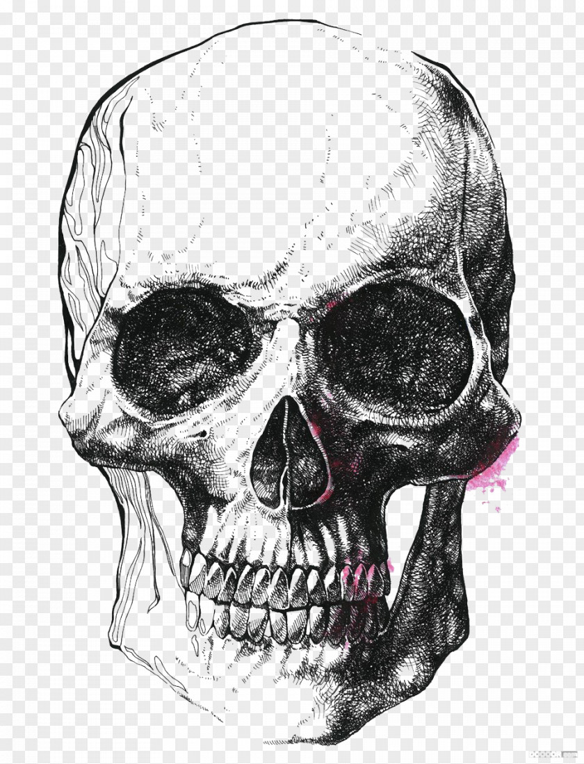 Simple Black And White Skeleton Illustrator Human Skull Symbolism Drawing Illustration PNG