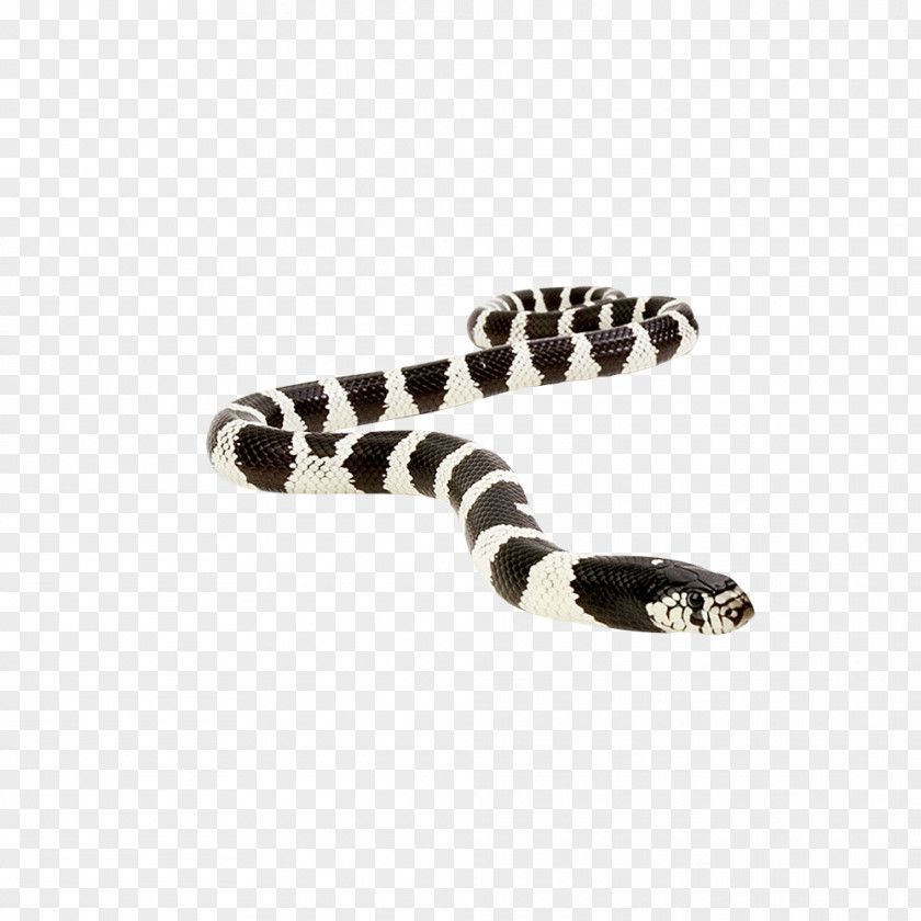 Snake Vipers Reptile Anaconda King Cobra PNG