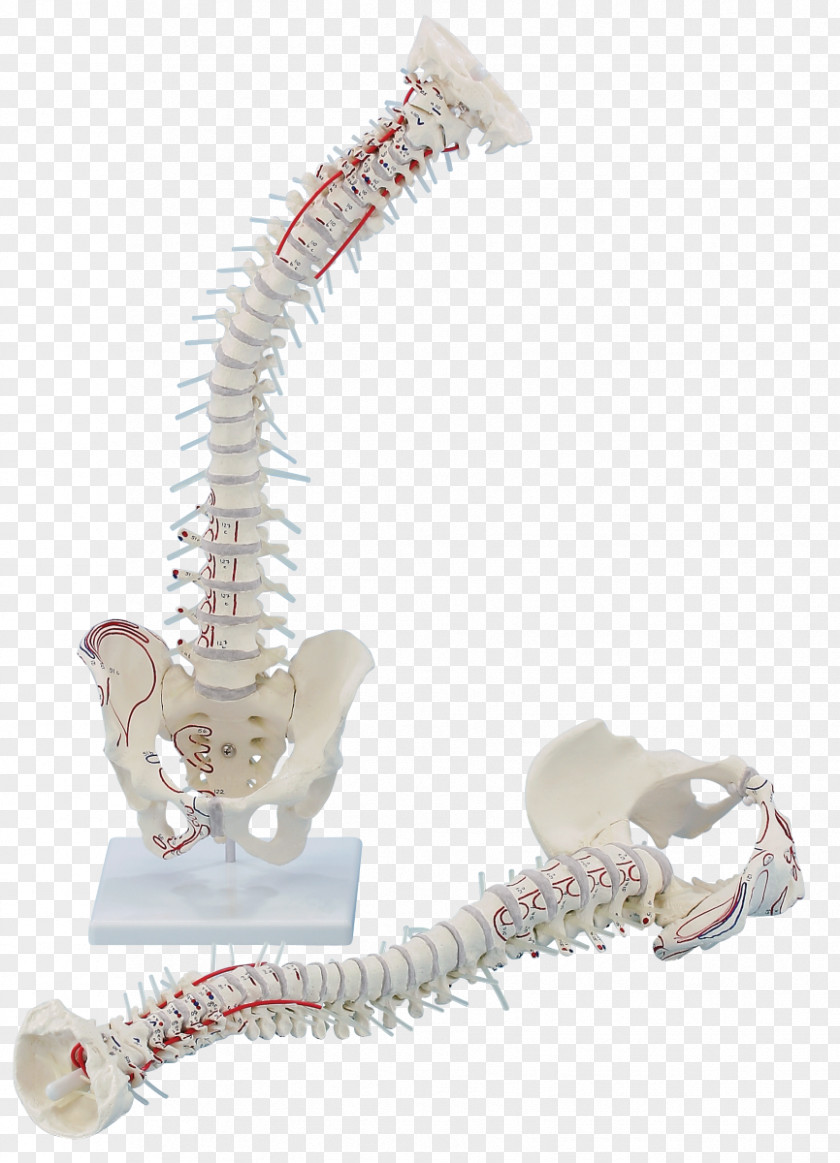 Becken Vertebral Column Anatomy Hip Bone Pelvis Laser Therapy PNG