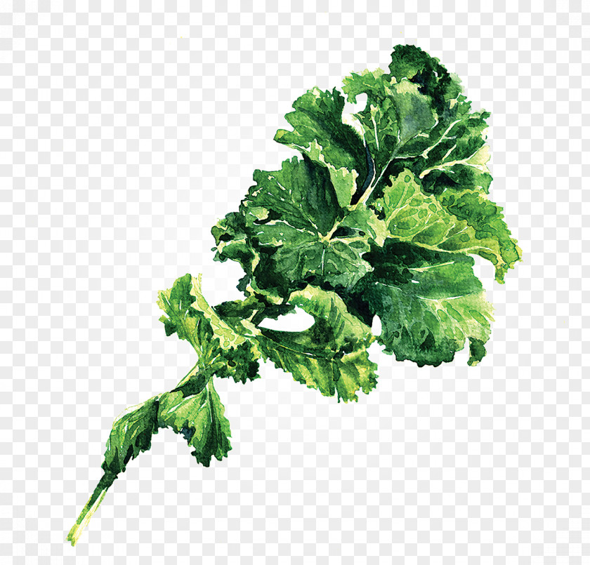 Cabbage Lacinato Kale Leaf Vegetable Stock Photography PNG