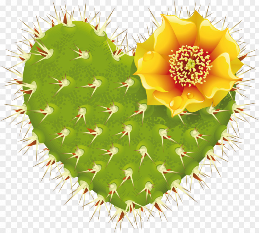 Cactus Cactaceae Heart Flowering Plant PNG