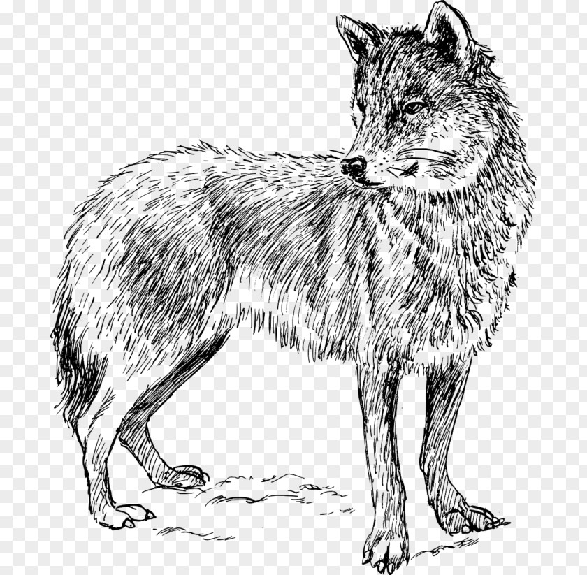 Dog Drawing Black Wolf Clip Art Image PNG
