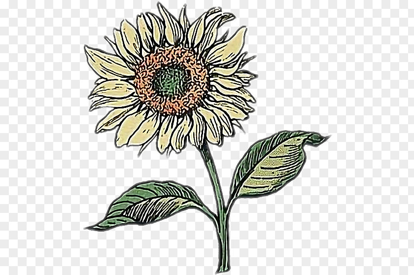 Doodle Sunflower Drawing Image Art PNG