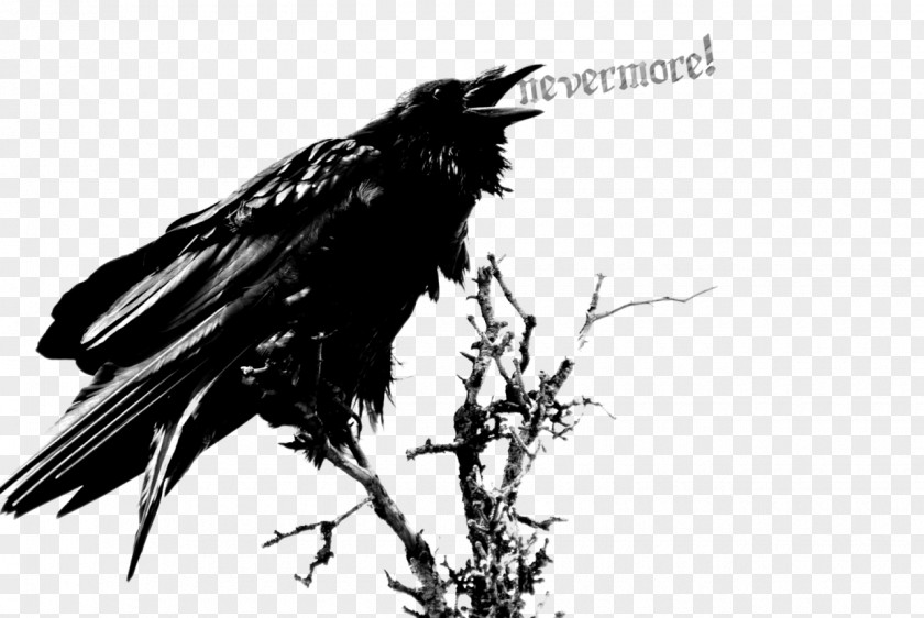 Edgar Allan Poe The Raven Poe: Once Upon A Midnight Clip Art PNG