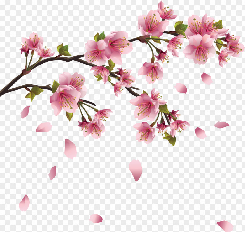 Falling Cherry Blossoms Blossom Clip Art PNG