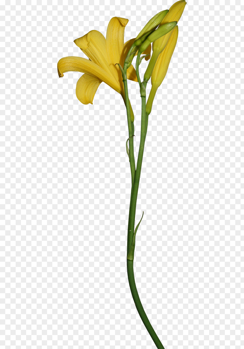 Flower Cut Flowers Yellow Lilium Brownii Petal PNG