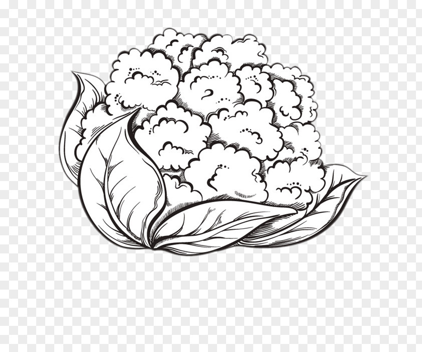 Hand-painted Cauliflower Cheese Broccoli Drawing PNG