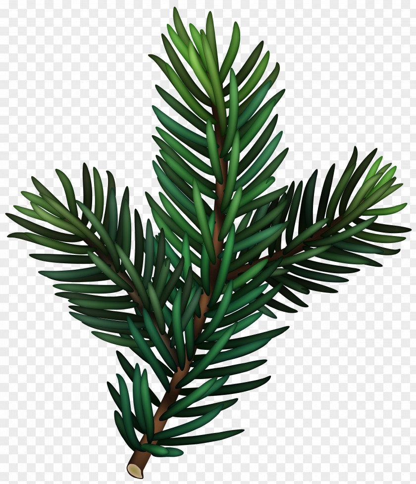 Pines Insignia Clip Art Image Design Download PNG