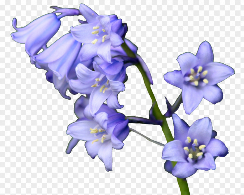 Wedding Bouquet Bellflowers Common Bluebell Purple PNG