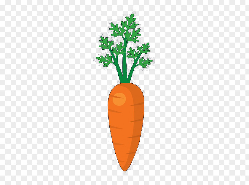 Carrot With Leaves Vegetable Chinese Cabbage PNG