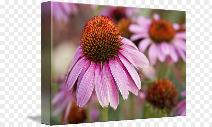 Echinacea Daisy Family Coneflower Aster Purple Violet PNG