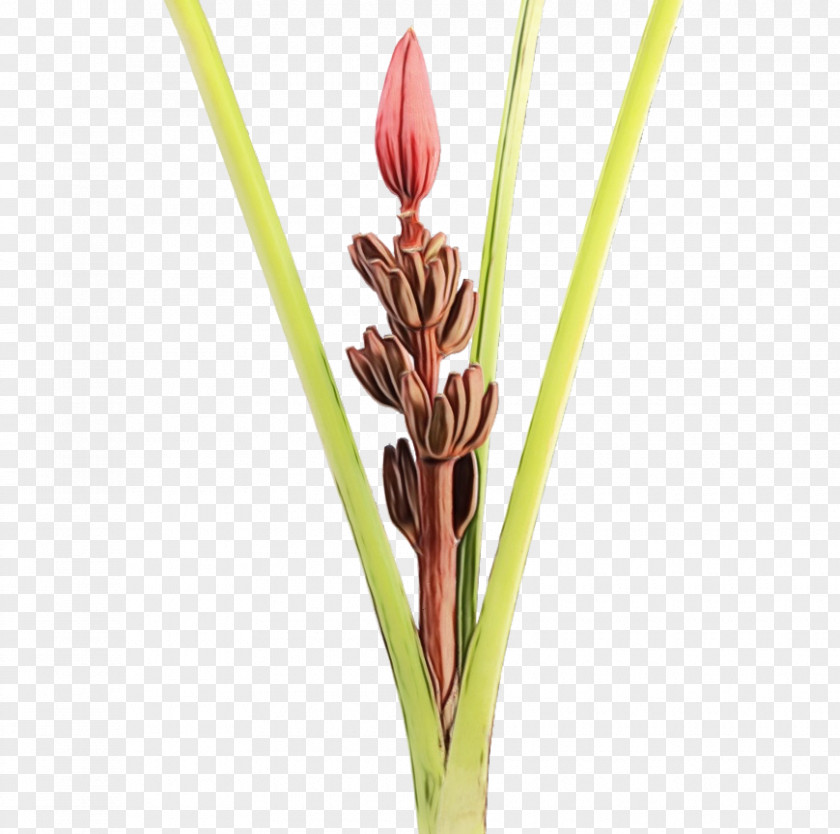 Pedicel Alismatales Flower Plant Grass Family Stem Bud PNG
