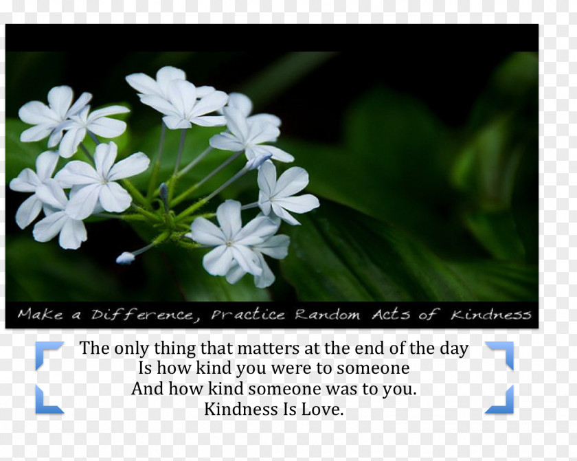 Ramana Maharshi Kindness Desktop Wallpaper Medicine Love PNG