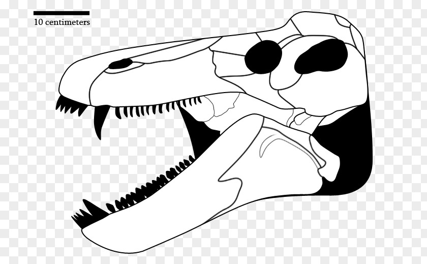 Skull Jonkeria Tapinocephalus Assemblage Zone Bone PNG