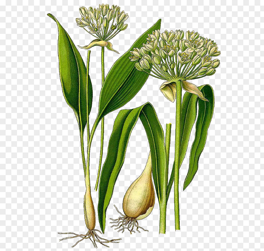 Substance Pesto Ramsons Perennial Plant Garlic PNG