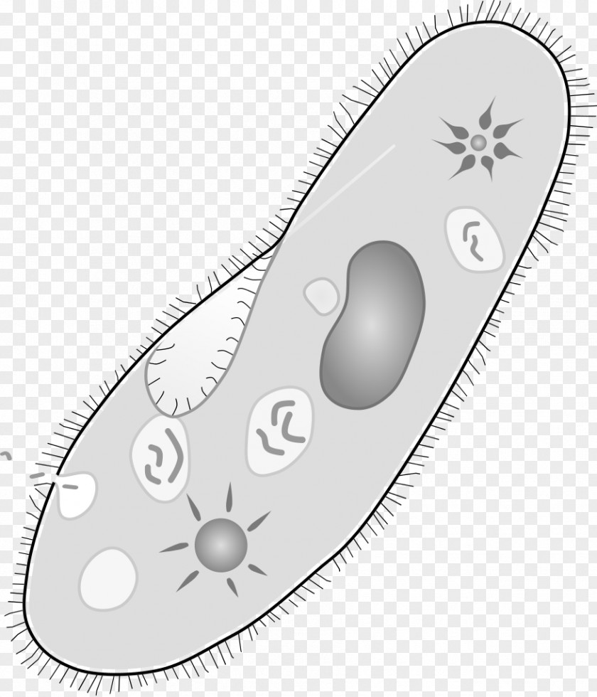 Gada Paramecium Caudatum Protozoa Unicellular Organism Amoeba Vacuole PNG