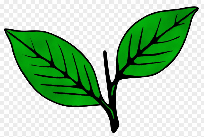 Herbal Plant Stem Leaf Green Flower PNG