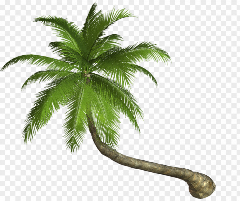 Leaf Arecaceae Clip Art PNG