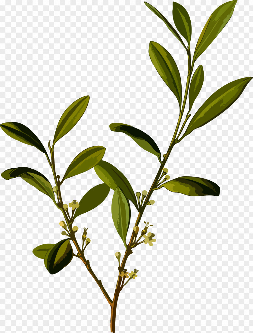 Rama Erythroxylum Coca On Bolivia Novogranatense PNG