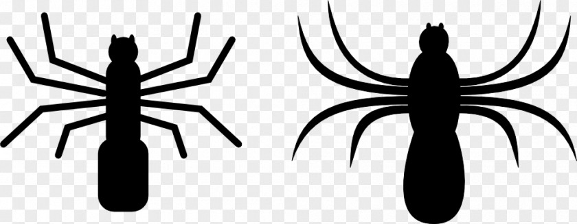 Spider Web Clip Art PNG