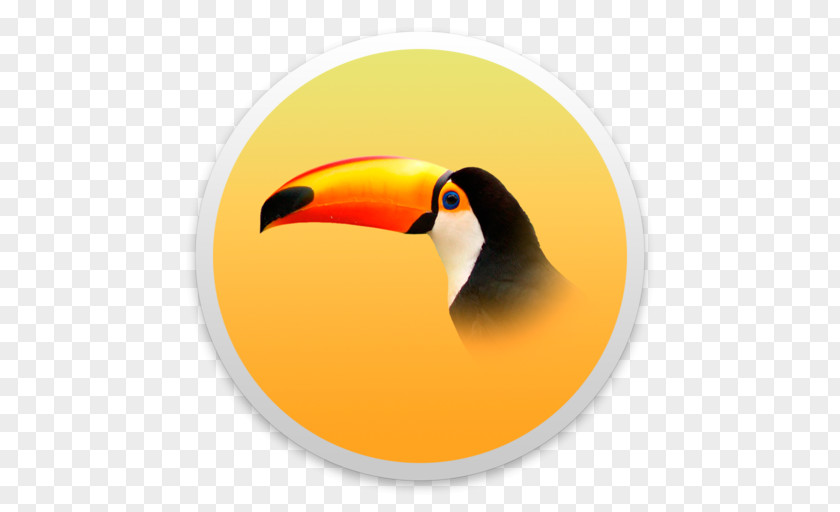 Toucan Bird Piciformes Beak Animal PNG