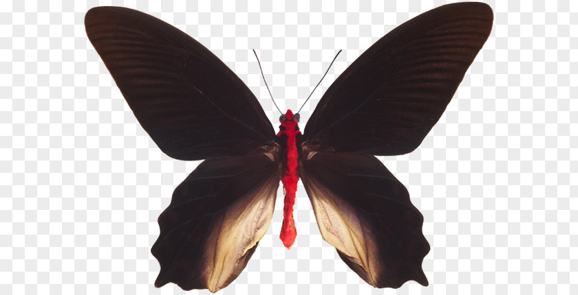 Butterfly Brush-footed Butterflies Moth M. PNG