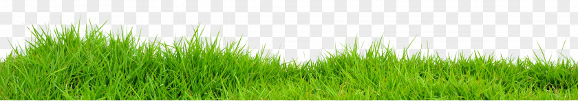 Grass Images Vetiver Lawn Wheatgrass Meadow Green PNG