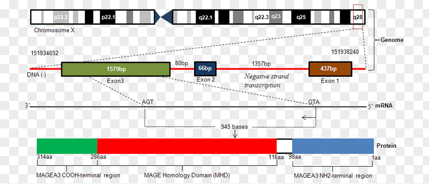 Variant Cancer Cell Melanoma-associated Antigen MAGEA3 Cancer/testis Antigens Gene PNG