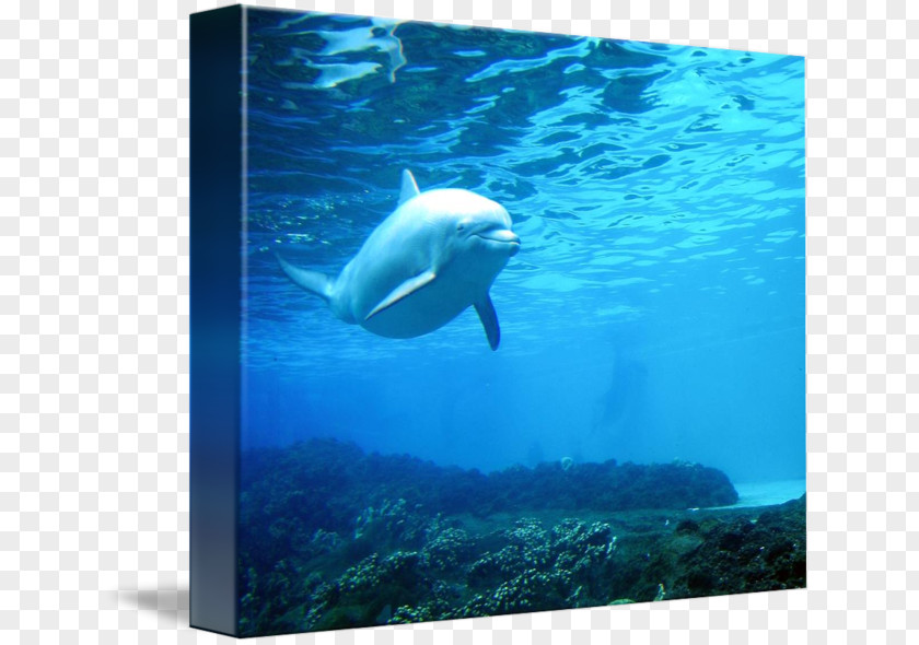 Water Wholphin Marine Biology Sea Fauna PNG