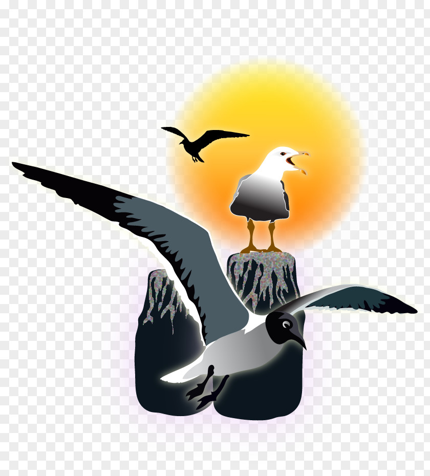 Bird Beak Seabird Water PNG