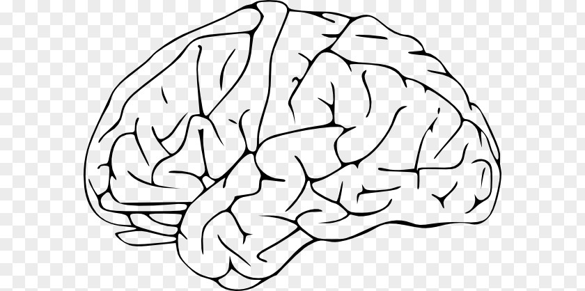 Brain Human Clip Art PNG