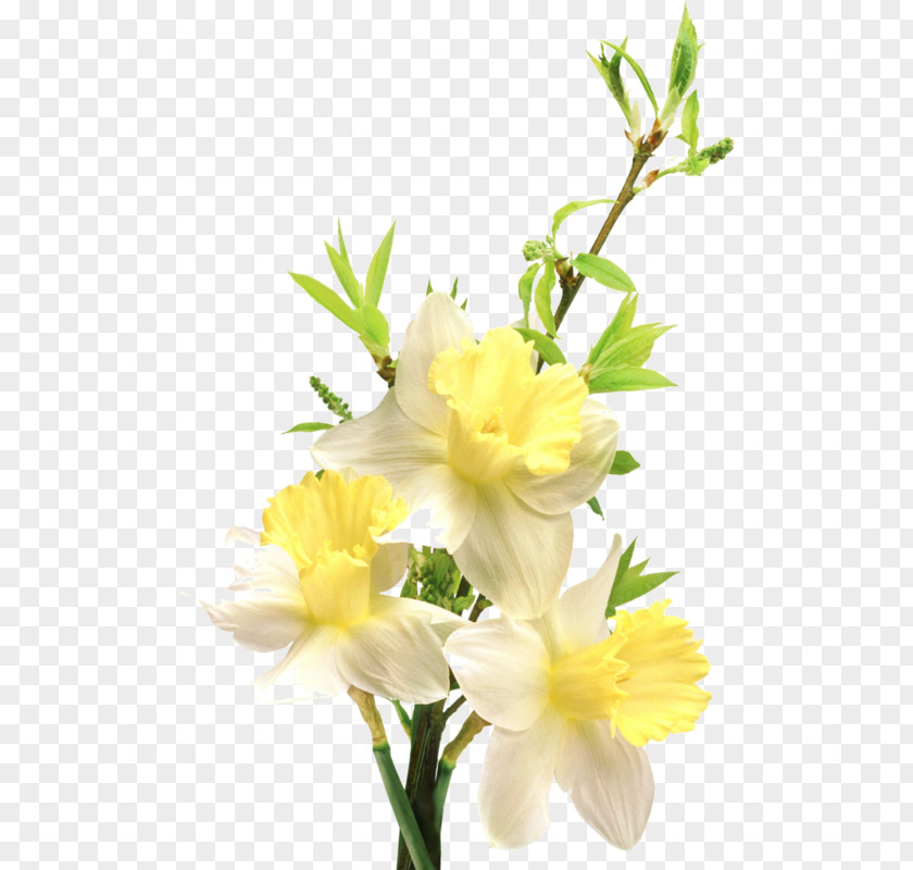 Flower Yellow Clip Art PNG