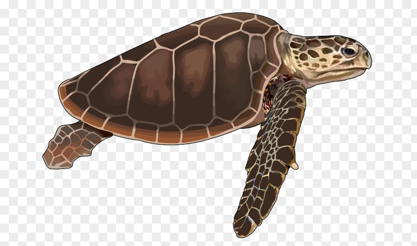 Green Sea Turtle Loggerhead Cheloniidae Tortoise Reptile PNG