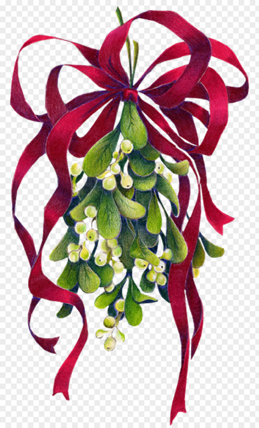 Mistletoe Christmas Phoradendron Tomentosum Clip Art PNG
