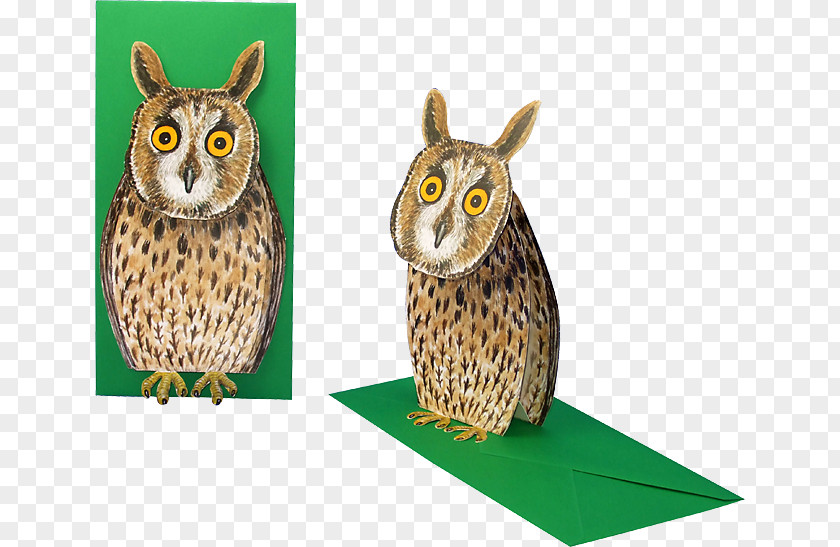 Owl Fauna Beak Wildlife PNG