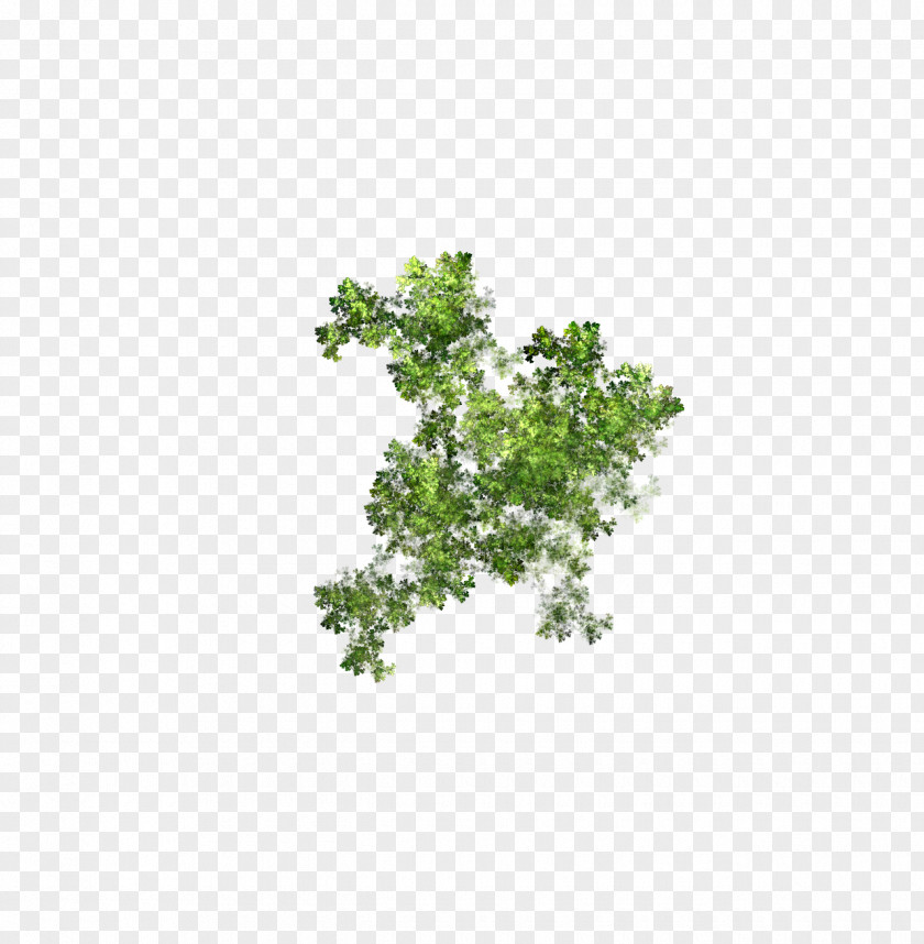 Aqua Tree Herb Plant Leaf Branching PNG