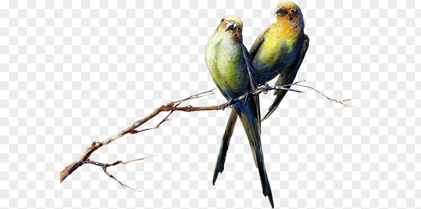 Bird Budgerigar Lovebird Parrot Parakeet PNG