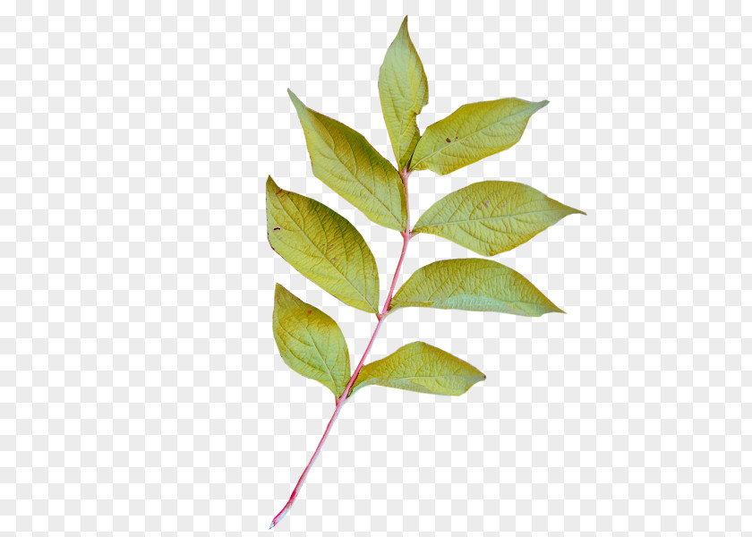 Bukhara Fleeceflower Leaf Image Plant Stem Clip Art PNG