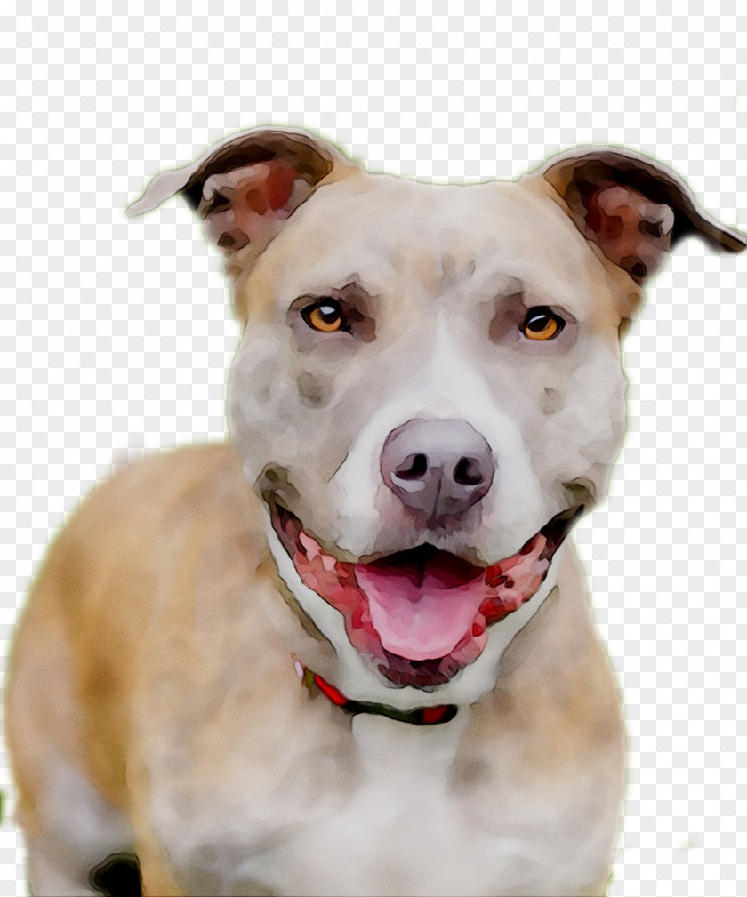 Dog Breed American Pit Bull Terrier Yorkshire Tosa PNG