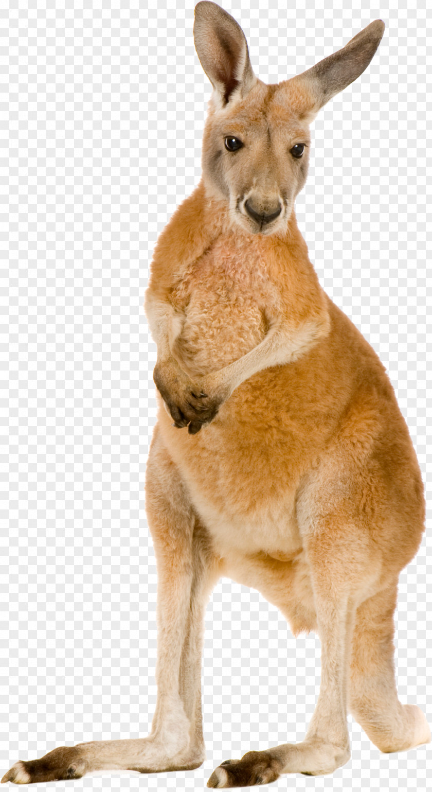 Kangaroo Free Image Red Stock Photography Eastern Grey Stock.xchng PNG
