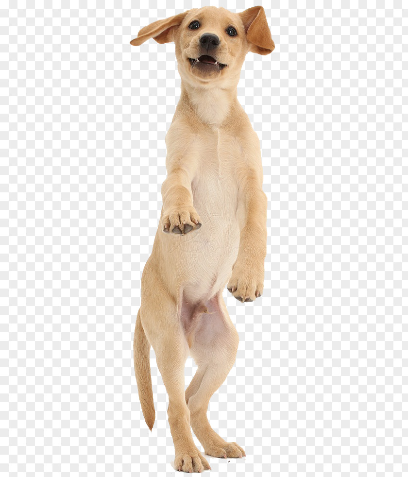 Pet Adoption Golden Retriever Labrador Puppy Dog Breed Dachshund PNG