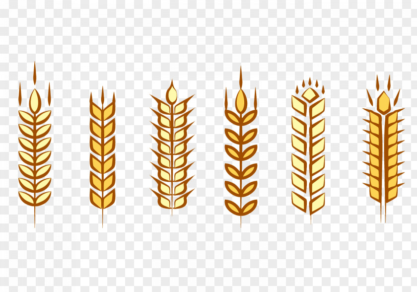 Rice Stick Figure Maize Euclidean Vector Wheat Ear PNG