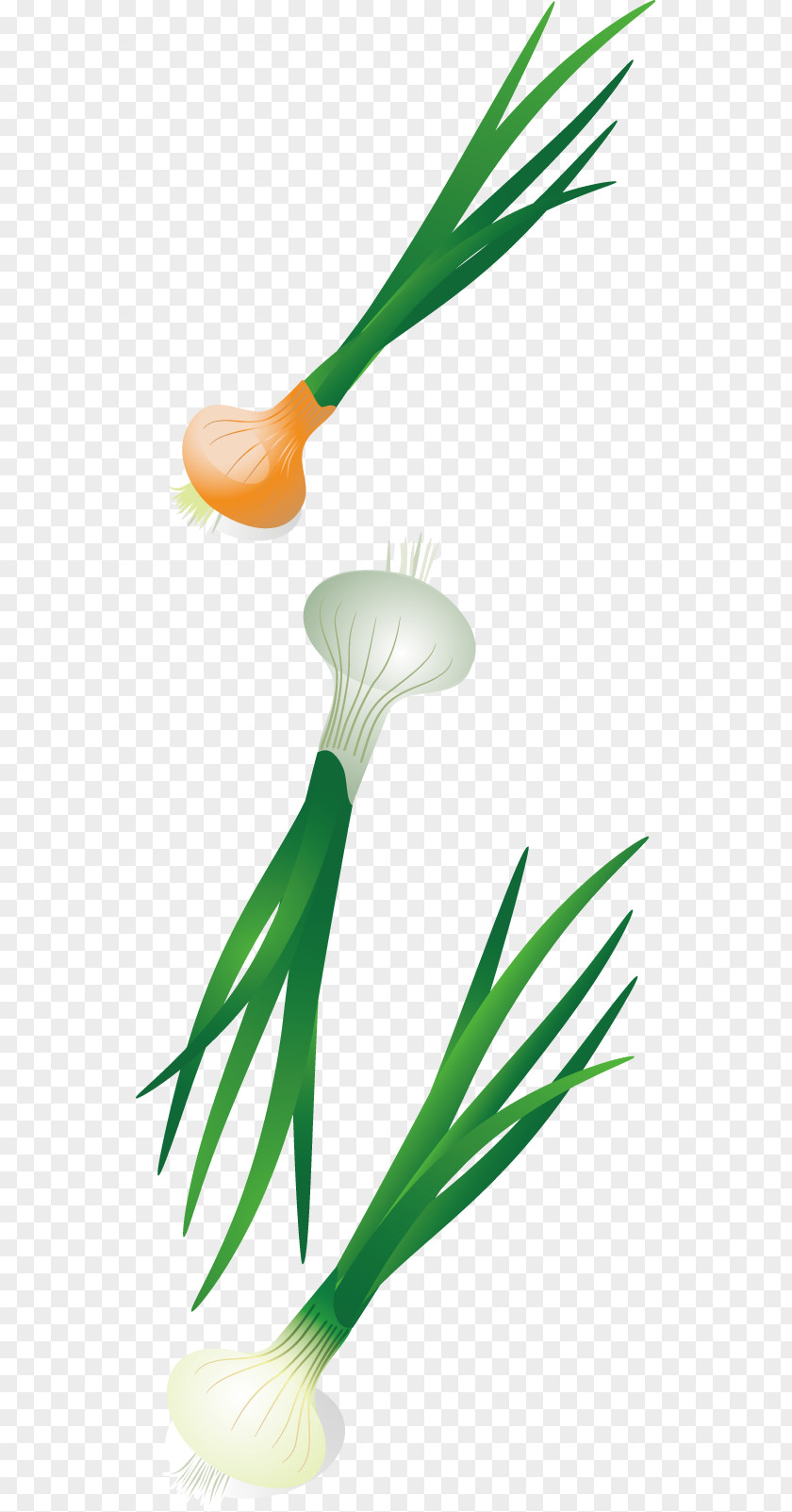 Vector Diagram Of A Design Onion Vegetables Vegetable Illustration PNG