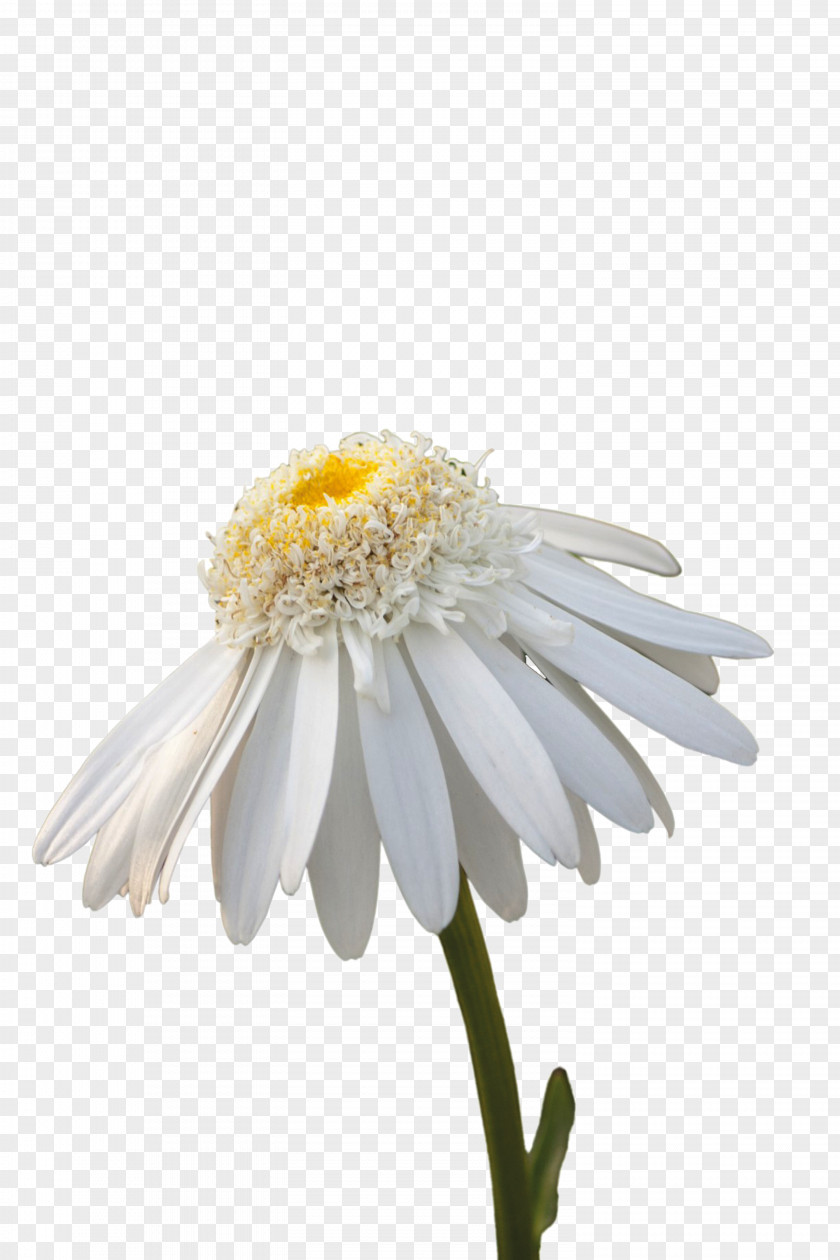 White Chrysanthemum Flower Common Daisy Stock Photography Wallpaper PNG